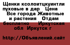 Щенки ксолоитцкуинтли пуховые в дар › Цена ­ 1 - Все города Животные и растения » Отдам бесплатно   . Иркутская обл.,Иркутск г.